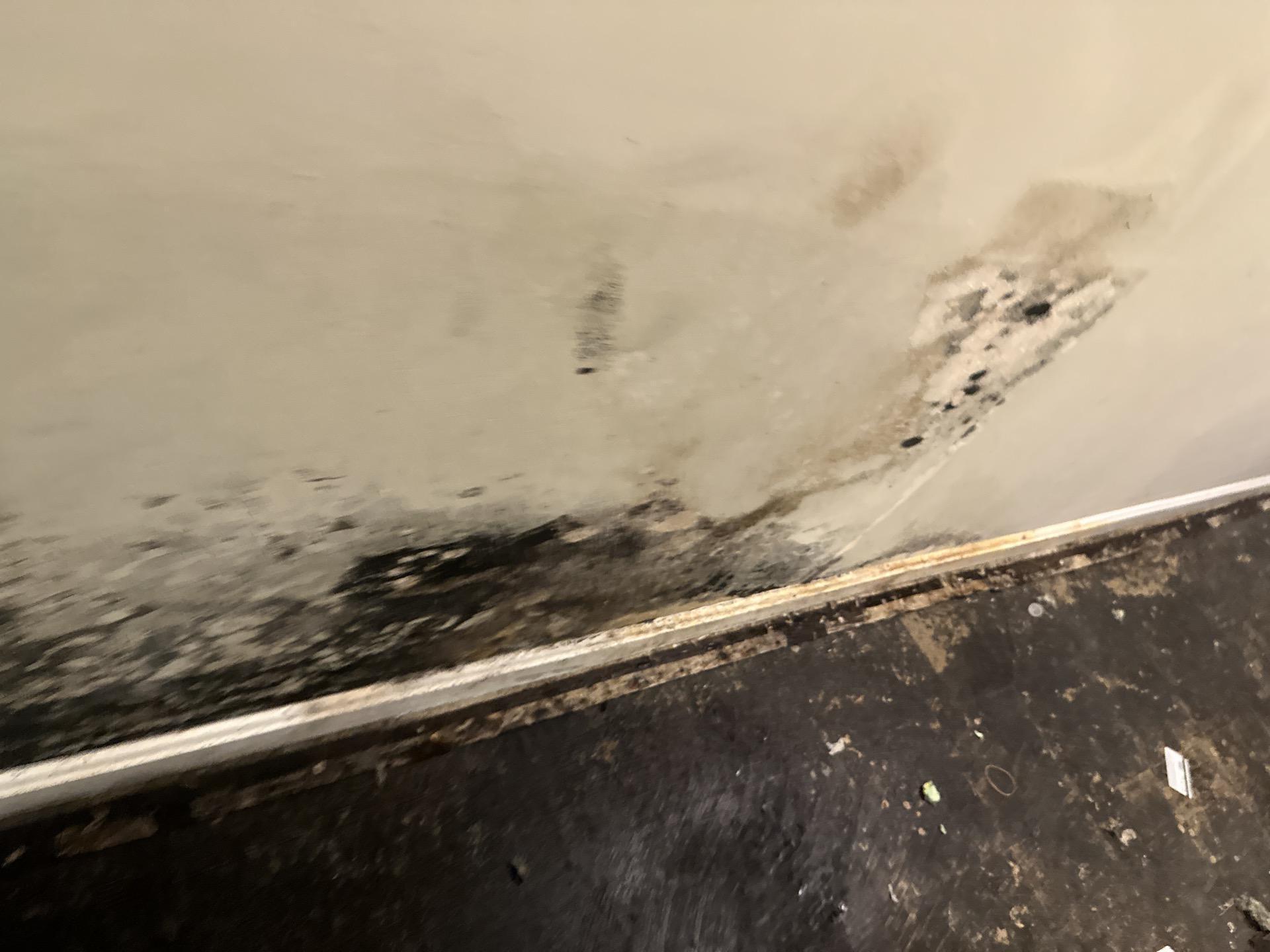 Black mold remover 