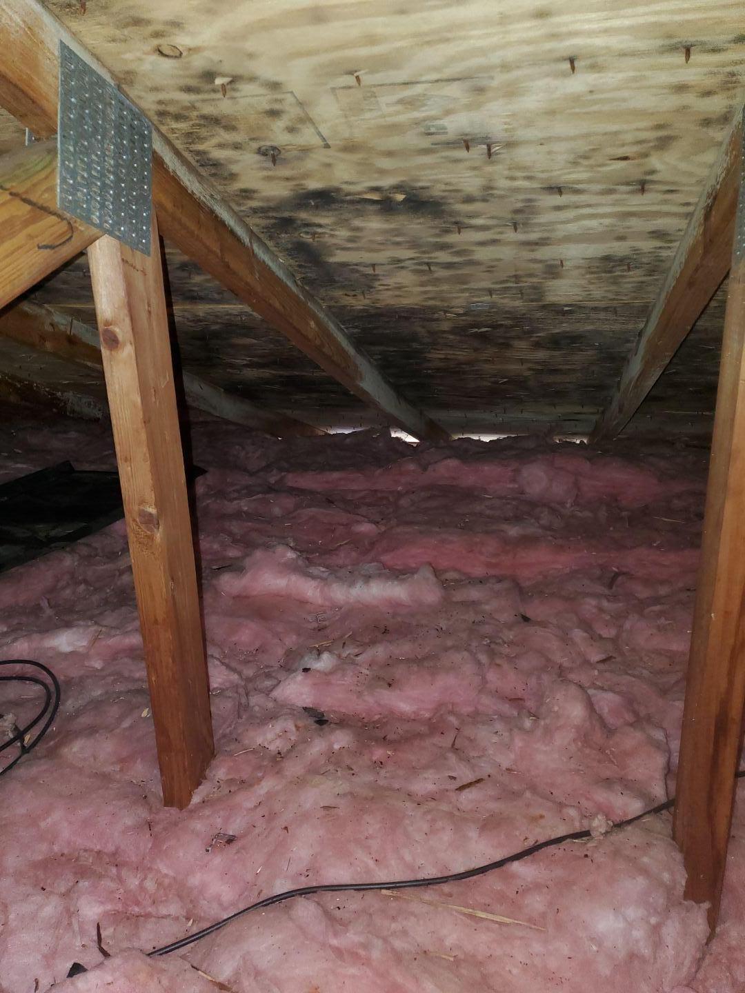 Mold removal in Baltimore Maryland 